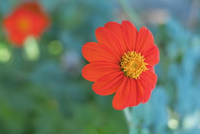 老师的指导 老师的指导